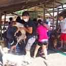 希望护生园狗狗洗澡如 H.O.P.E Doggies Bathing Event