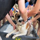 希望护生园狗狗洗澡日 H.O.P.E Doggies Bathing Event