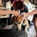 希望护生园狗狗洗澡日 H.O.P.E Doggies Bathing Event