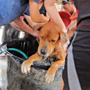 希望护生园狗狗洗澡日 H.O.P.E Doggies Bathing Event