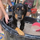 希望护生园狗狗洗澡日 H.O.P.E Doggies Bathing Event