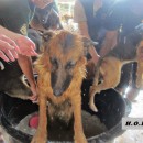 希望护生园狗狗洗澡日 H.O.P.E Doggies Bathing Event