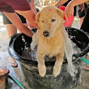 希望护生园狗狗洗澡日 H.O.P.E Doggies Bathing Event