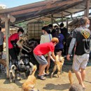 希望护生园狗狗洗澡日 H.O.P.E Doggies Bathing Event