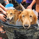 希望护生园狗狗洗澡日 H.O.P.E Doggies Bathing Event