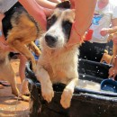 希望护生园狗狗洗澡日 H.O.P.E Doggies Bathing Event