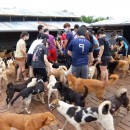 希望护生园狗狗洗澡日 H.O.P.E Doggies Bathing Event