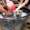 希望护生园狗狗洗澡日 H.O.P.E Doggies Bathing Event