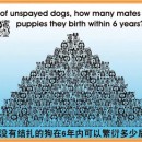 当个尽责的主人 请马上帮您的宠物结扎 Be A Responsible Owner Neuter / Spay Your Pet Now.