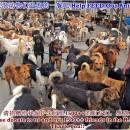 急需猫粮与狗粮!!! DOG AND CAT FOOD NEEDED!!! June 2014