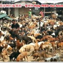 急需猫粮与狗粮!!! DOG AND CAT FOOD NEEDED!!! MAR 2014