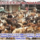 急需猫粮与狗粮 DOG AND CAT FOOD NEEDED MAR 2014