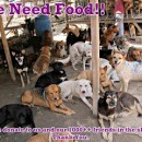 急需猫粮与狗粮 DOG AND CAT FOOD NEEDED OCT 2013