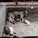 拯救上万的流浪生命，由结扎一只动物开始! SAVE A MILLION LIVES, BY JUST SPAYING ONE!