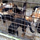 拯救MBJB打狗队的流浪狗 Rescued Dogs From MBJB Dog Pound