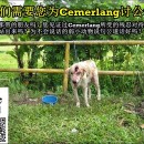 有关提告前狗主虐待Cemerlang事件 About Previous News Regarding Cemerlang’s Abuse