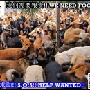 真切需要您的协助——希望护生园严重缺粮 We Sincerely Seek For Your Help – H.O.P.E Shelter Is Seriously Lack Of Dog Foods.