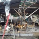 紧急！最近是雨季，护生园里面对严重的淹水问题 Urgent!!!It’s Raining Season Recently. The Shelter Is Flooding Badly.