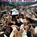 给流浪动物们温饱的一餐吧 Help FEED Our Animals