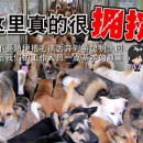 请不要随便把毛孩丢弃到希望护生园 PLEASE DO NOT Simply Dump The Furry Kids Front Of H.O.P.E Shelter