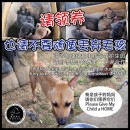 请不要随便把毛孩丢弃到希望护生园 PLS DO NOT Simply Dump The Furry Kids To H.O.P.E