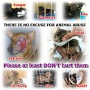 请停止对动物的虐待和伤害 Please Stop Animal Cruelty