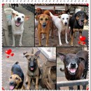 请给我们米克斯一个机会，领养取代购买 Pls Give Our Local Mongrel A Chance,Please Adopt Instead Of Buying!