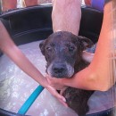 27 Jan 2013 – H.O.P.E Doggies Bathing