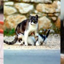 Feral Cat Families To Receive Surprises From Harmony Fund