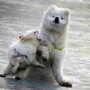 4-Legged Fun On Ice