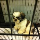 5 Month Old Shih Tzu Pedigree Puppy For Adoption (Joo N Teng’s)