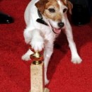 9-Year Old Uggie, Former Shelter-Dog, Now A Film Star!