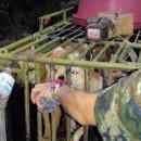 Dog Meat Factory Raided In Thailand