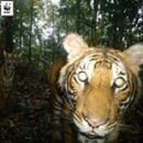 A Camera Trap Photo Of Our Very Own ‘Harimau Malaya’. Sadly, This Majestic Species Is Facing Extinct