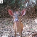 A Juvenile Barking Deer Taking A ‘selfie’ On @wwfmy Camera Trap. Since 2009, Malaysia Has Banned The