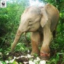 A Juvenile Borneo Elephant Or Fondly Known As Gentle Giant Was Rescued After It Was Found Snared By