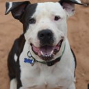 American Bar Association Steps Up For Pit Bulls