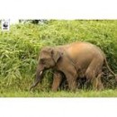 An Elephant Wandering Along The Gerik-Jeli Highway. Due To Habitat Loss, Fragmentation, Poaching And