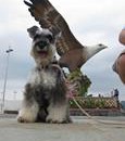 An Official Holiday With Kopi To Langkawi! :) | Kopi & TehC Wong | PetFinder.my WAGazine