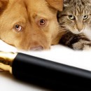 Welcoming The Draft Of Animal Welfare Bill 2012