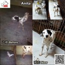 Anita – 动物每月助养计划 Animal Monthly Sponsorship Programme