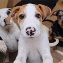 Another Victory! California Continues To Lead The Way For Puppies