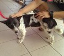 Are We So Different? | FionaYuen | PetFinder.my WAGazine