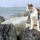 Atlantic City Boardwalk Cats Thumb Noses At Sandy And TNR Alarmists