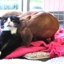 Best Friends Forever: Dog Loyally Guards Paraplegic Cat