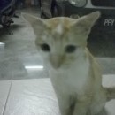 Cat For Adoption @ Butterworth