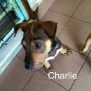 Charlie Aka Frankie Has Been Adopted