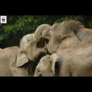 Continous Loss Of Lowland And Valley Forests Is Threatening The Lives Of These Borneo Elephants. The