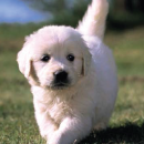 Eukanuba: Puppy Development