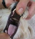 Dental Disease In Pets, The Silent Killer – Part 1 | Rayya The Vet | PetFinder.my WAGazine